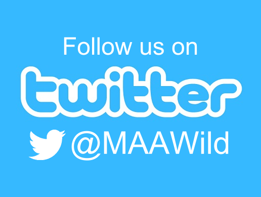 Follow us on Twitter! @MAAWild